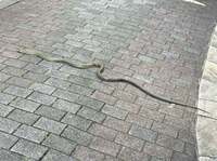 石原詢子『都会にヘビ』