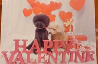 小川菜摘『トリミング！』