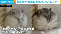 4カ月で一体何が！？ 見た目が“劇的に変化”したハムスターが話題に 「お腹のたるみが最高」「顔を埋めたい」