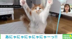 百裂拳ニャ〜！ “連続パンチ”を繰り出すネコにTwitter民悶絶