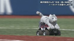 ハマスタに再び猫乱入！　今度はラジコンに乗って登場　仕掛け人は柳沢慎吾