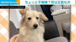 「ごめんて…」 不機嫌な表情のポメックス 飼い主のくしゃみで“飛び起きた直後の姿”が話題