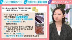 お尻から“白い塊”排出…黄色いツブツブは全て「ダニ」1平米あたり10万匹以上?あなたの布団でも起きているかもしれない深刻な実態