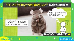 金網に張り付くチンチラに「どうなってんだこれぇ」 “衝撃的なビジュアル”にネット民驚愕