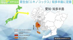 寄生虫「エキノコックス」愛知・知多半島に定着 湧き水や山菜、犬から感染も…獣医師に聞いた予防法