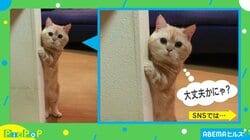 「大丈夫ですかにゃ？」飼い主を心配するネコに悶絶の嵐！投稿主「お気に入りのグラスを割った時にきてくれた」
