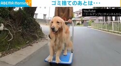 「帰りのほうが重いのでは？ｗ」台車から降りてくれないゴールデンレトリバーに反響