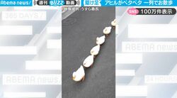 8羽のアヒルたちが全速力でペタペタ！ 一列でお散歩する様子がかわいすぎる！疲れて途中休憩も