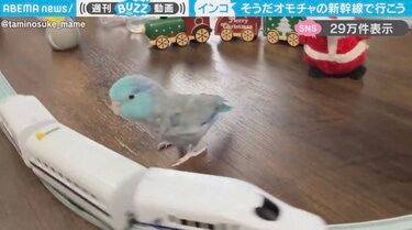 飛び乗り乗車はご遠慮ください！」新幹線のおもちゃに乗車するインコが