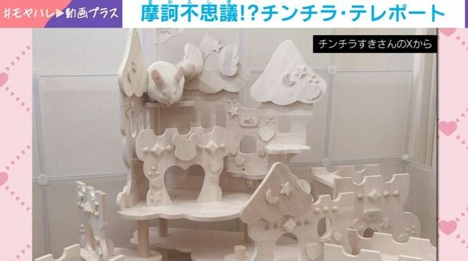 チンチラ