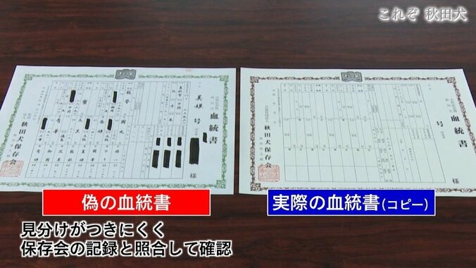 今や発祥の地に暮らすのはわずか30頭…プーチン大統領に贈られた「ゆめ」を育て上げた秋田犬ブリーダーの奮闘 11枚目