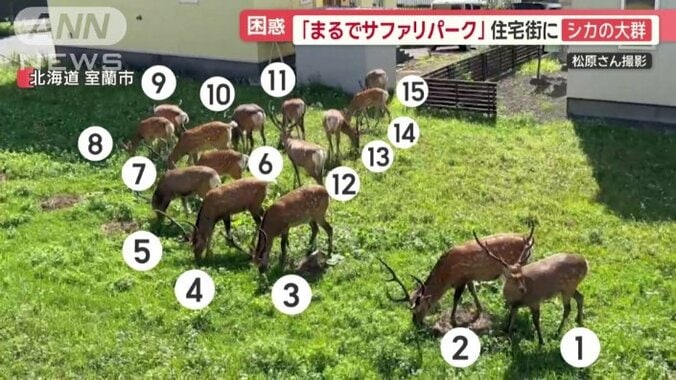 15頭ものシカがアパートに