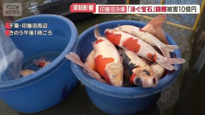 ニシキゴイの死骸が次々に…