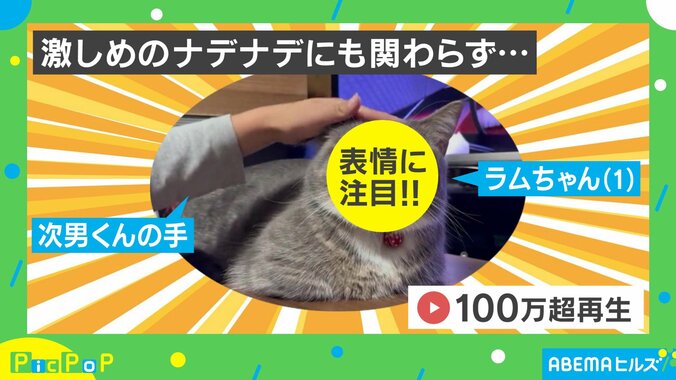 激しめのナデナデにも微動だにしない猫“クセ強”な表情に「ニャンちゅう顔してんねんｗ」「気持ちよいぃーのお顔」ネット爆笑 1枚目