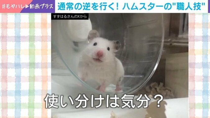 ゴールデンハムスターのピケちゃん