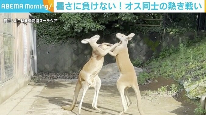 カンガルーのオス同士が熱き戦い…！ からの飼育員に気づき突然の幕切れ 1枚目