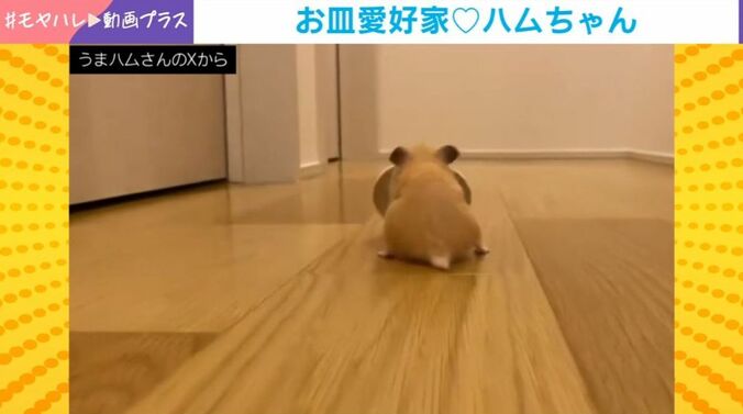 ハムスターのムギちゃん