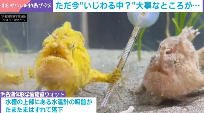 カエルアンコウ