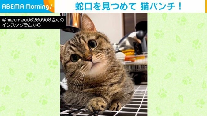 蛇口を見つめて真剣勝負! 水滴めがけて“猫パンチ”する猫に「首の角度がかわいい」悶絶の声 1枚目