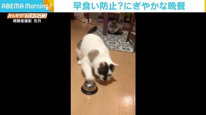 呼び鈴でエサを“催促”、飼い主が愛猫の早食い防止策として考えるも「押しすぎw」の声 1枚目