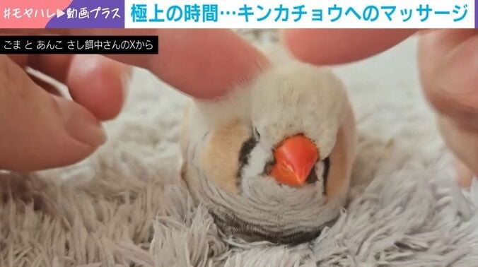 ジャンボキンカチョウのこぐまくん