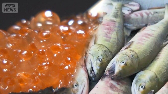 不漁一転、秋サケ6トン水揚げ　北海道・斜里町の港　生すじこの価格もやや下がる 1枚目