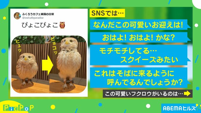 コキンメフクロウのチップちゃん（8歳）