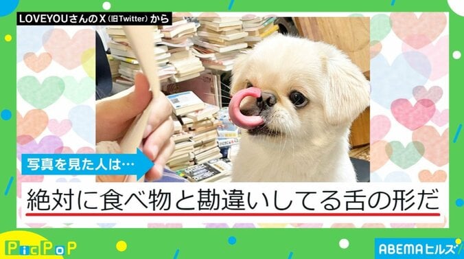 新しいおもちゃを前にした犬 「絶対食べ物と勘違いしてる」珍しい形の“舌なめずり”が話題 1枚目