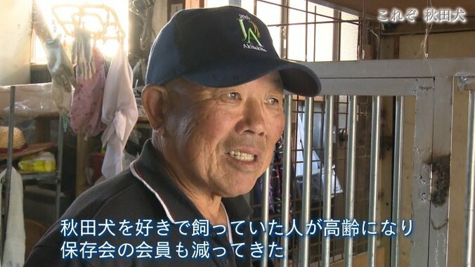 今や発祥の地に暮らすのはわずか30頭…プーチン大統領に贈られた「ゆめ」を育て上げた秋田犬ブリーダーの奮闘 14枚目