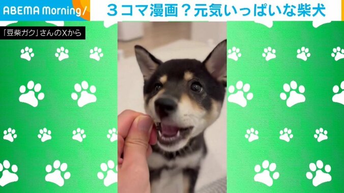 生後4カ月の豆柴のガクくん