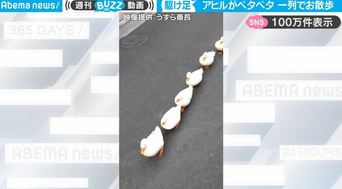 【写真・画像】可愛い“羽根つき餃子”が冒険！？ かわいすぎる3DアニメがSNSで話題沸騰！まさかのオチに「あっ！」　1枚目