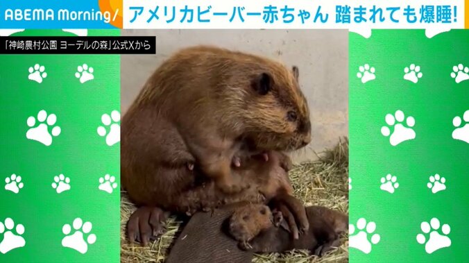 アメリカビーバーのハナビさん（3歳）と赤ちゃんビーバー