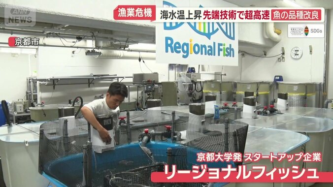 スタートアップ企業「リージョナルフィッシュ」
