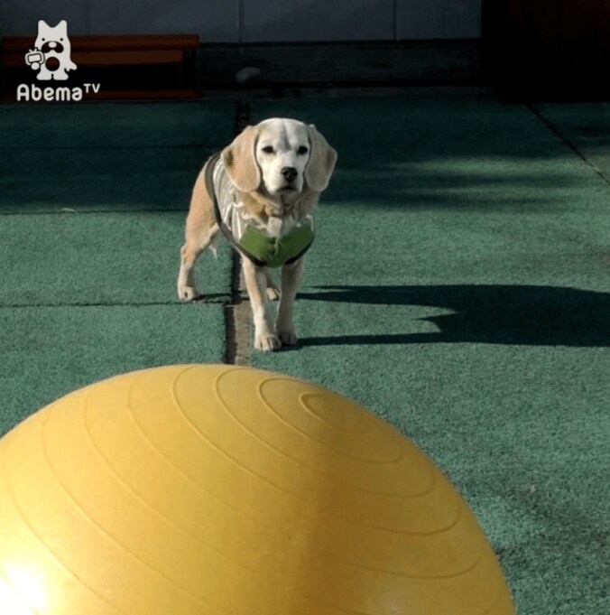 ギネス記録を持つワンコ！ るんるんで玉乗りをする姿に仰天 2枚目