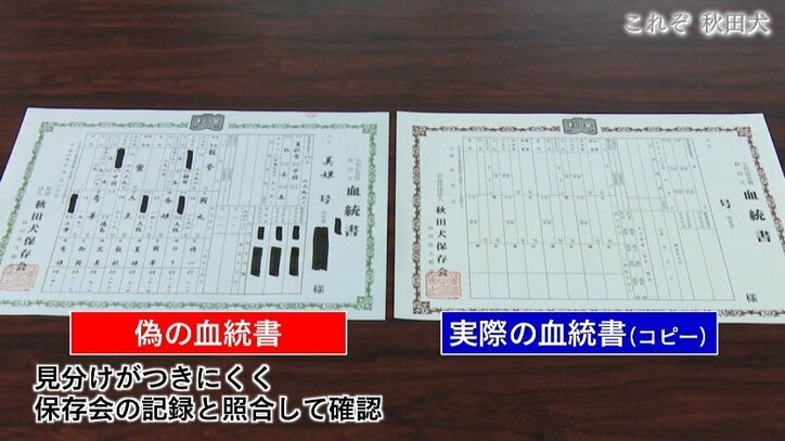 今や発祥の地に暮らすのはわずか30頭…プーチン大統領に贈られた「ゆめ」を育て上げた秋田犬ブリーダーの奮闘