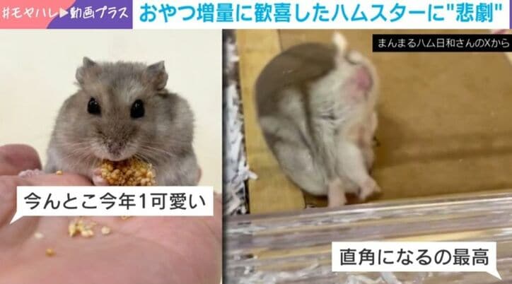 ハムスターのはむきちくん