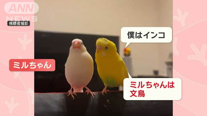 鳥の会話に激オコな文鳥さん　インコに「文鳥」と言われて…くちばしで攻撃！　なぜ？