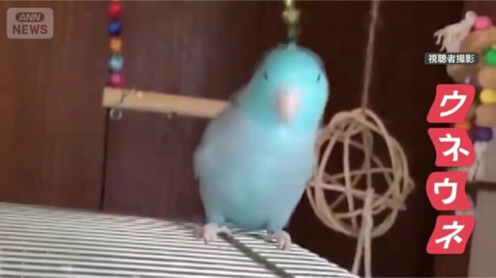 首をウネウネダンシング