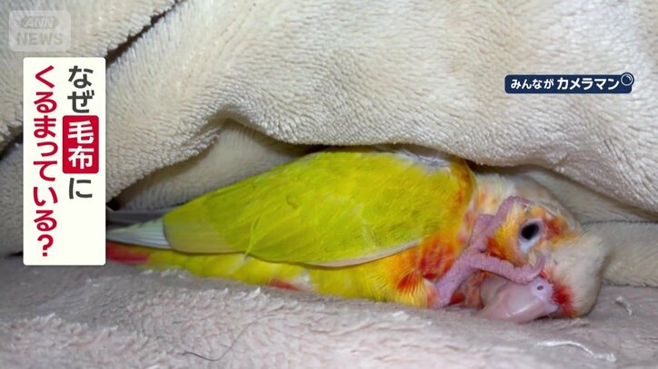 なぜ毛布にくるまっている？