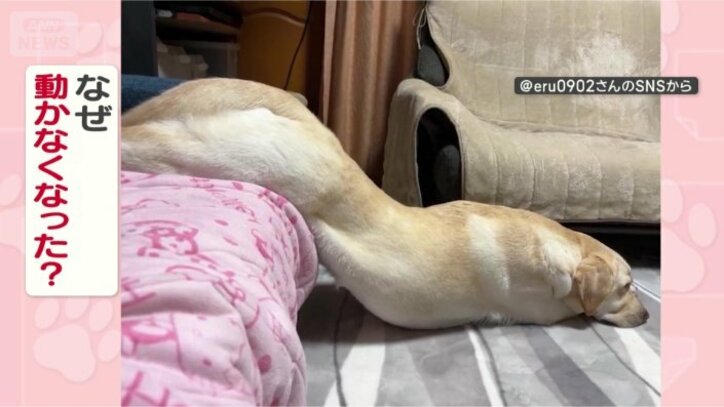 なぜ動かないの？