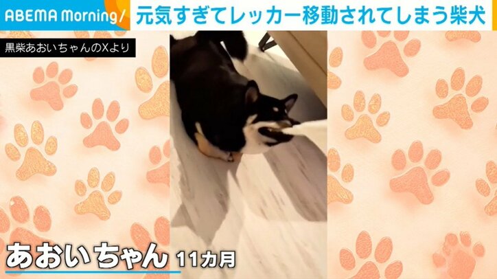 柴犬のあおいちゃん