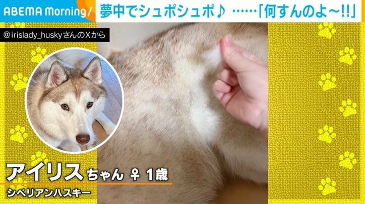 シベリアンハスキーのアイリスちゃん