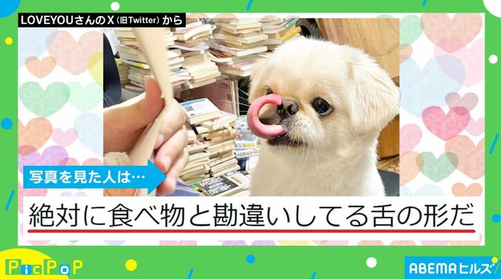 新しいおもちゃを前にした犬 「絶対食べ物と勘違いしてる」珍しい形の“舌なめずり”が話題