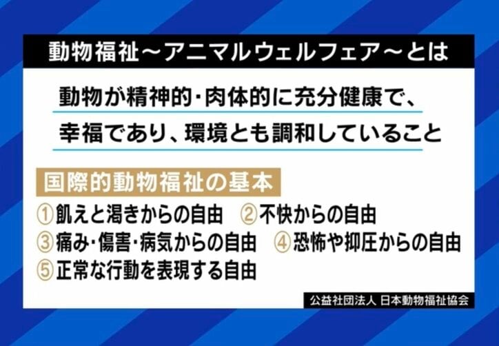 【写真・画像】ハト1羽ひき殺して逮捕・拘束は妥当？ 正当性に疑問呈する弁護士「裁判所は“令状自動発券機”だ」　3枚目