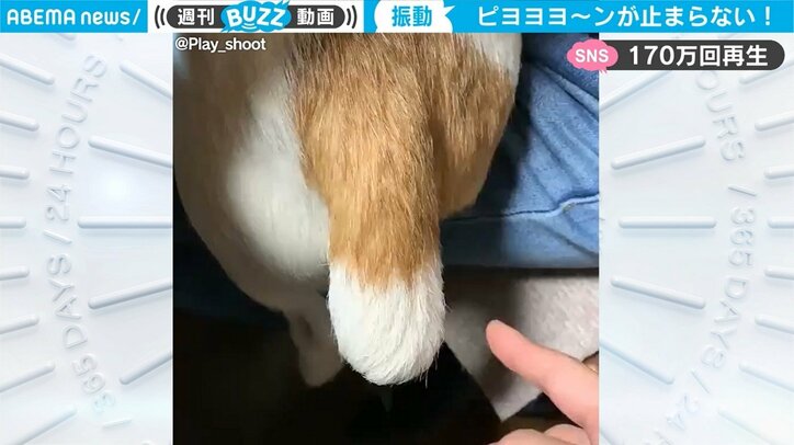 犬の尻尾に「バネ入ってる？」疑惑 指で触ってみると…“メトロノーム”のような微振動が話題