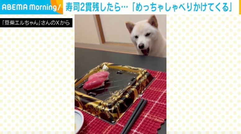 寿司2貫残したら…ひたすら話しかけてくる豆柴に「食べてあげるよ？って訴えてるw」「レンチンしてくるから待ってて！」と反響
