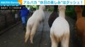 先導役を抜き去る“アルパカダッシュ！” 久々の運動で脚力解放 飼育員を置き去り