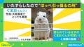 チンチラに“ほっぺ引っぱるの刑”を執行したら「お顔がすごくいいんよw」「かわかわかわ!!」と絶賛
