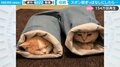 脱ぎっぱなしのズボンに猫が…予想外の出来事を撮影した一部始終が話題