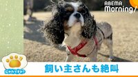 【映像】“つやつやヘアー”が台無しになった犬
